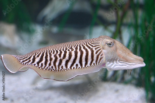 cuttlefish photo