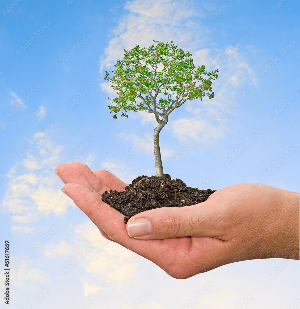 tree in hands tree in hands
