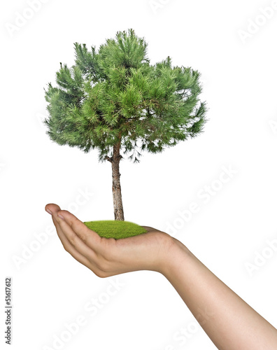 pine tree in hand