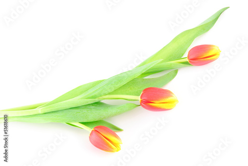 Three tulip flowers isolated on white background
