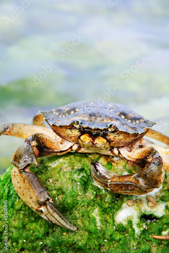 crab in the sea water on green moss stone