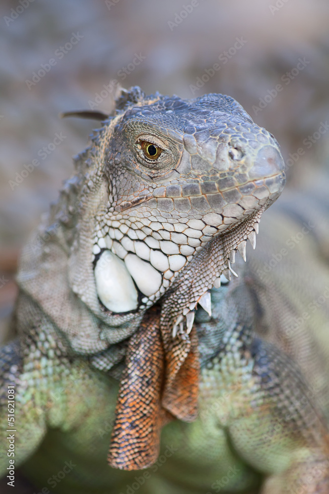Fototapeta premium Iguana