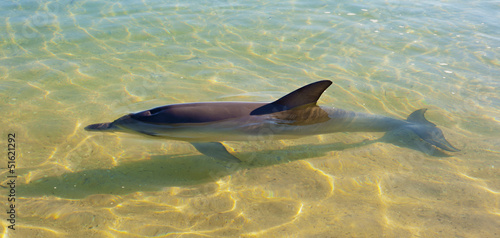 Dolphin