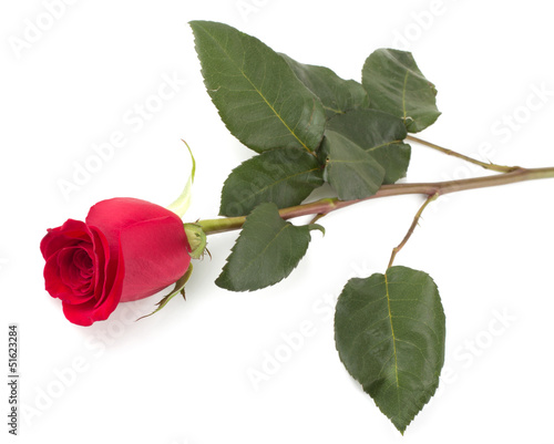Beautiful red roses isolated on white background