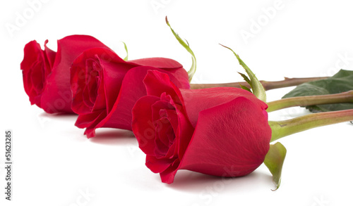 Beautiful red roses isolated on white background
