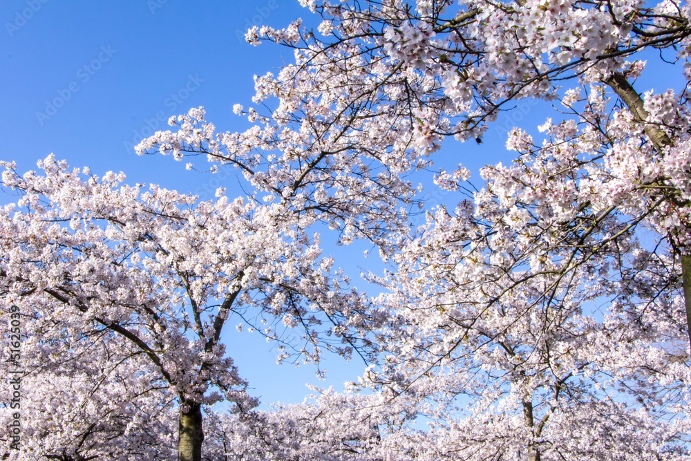Amalanchier blossom trees