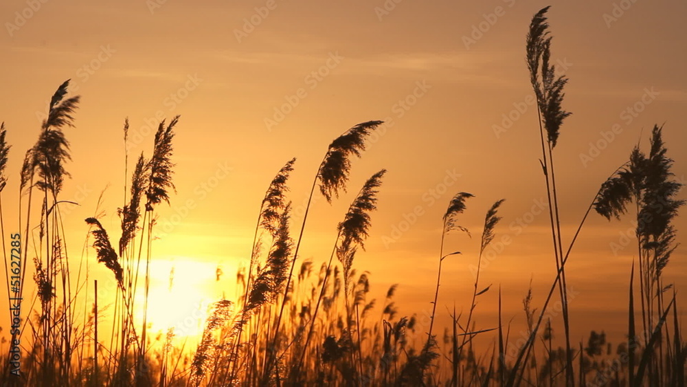 High reed against sunset sky in wind day High reed against sunset sky in wind day