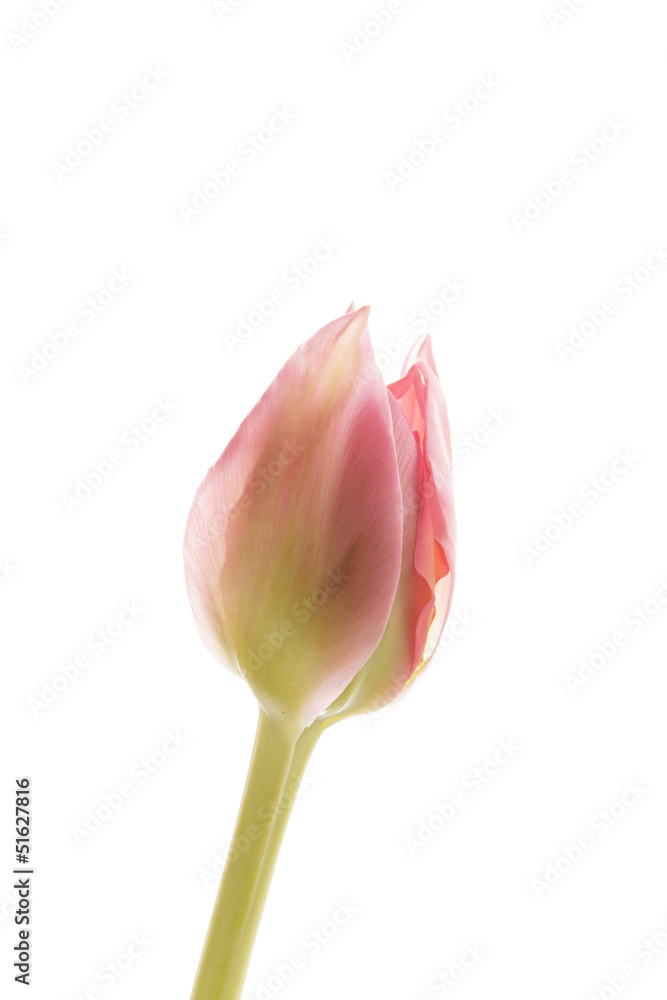 Fototapeta premium nice tulip
