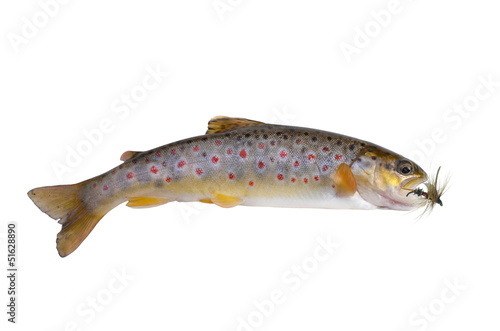 fresh stream trout with bait
