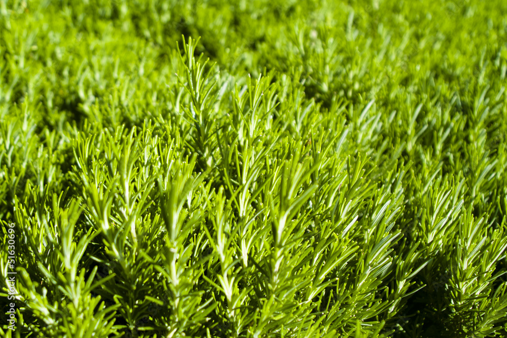 Green rosemary texture Green rosemary texture