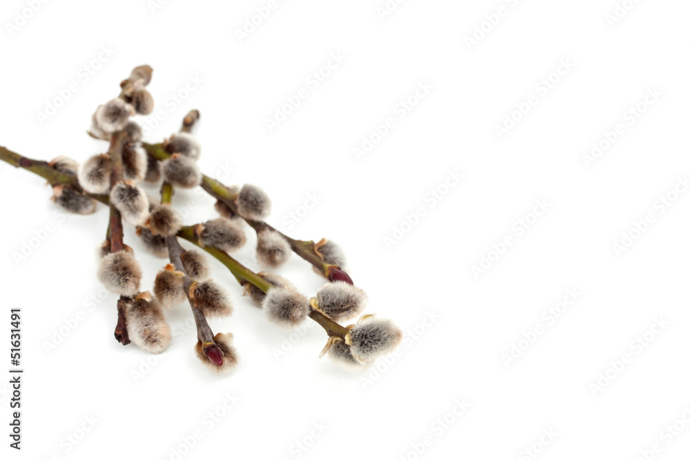 catkins on a white background