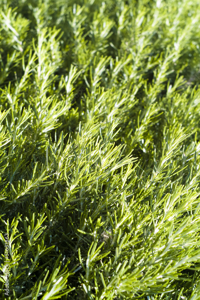 Fototapeta premium Green rosemary texture