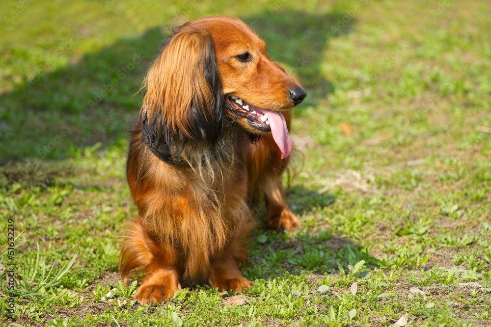 Red long-haired dachshund Red long-haired dachshund