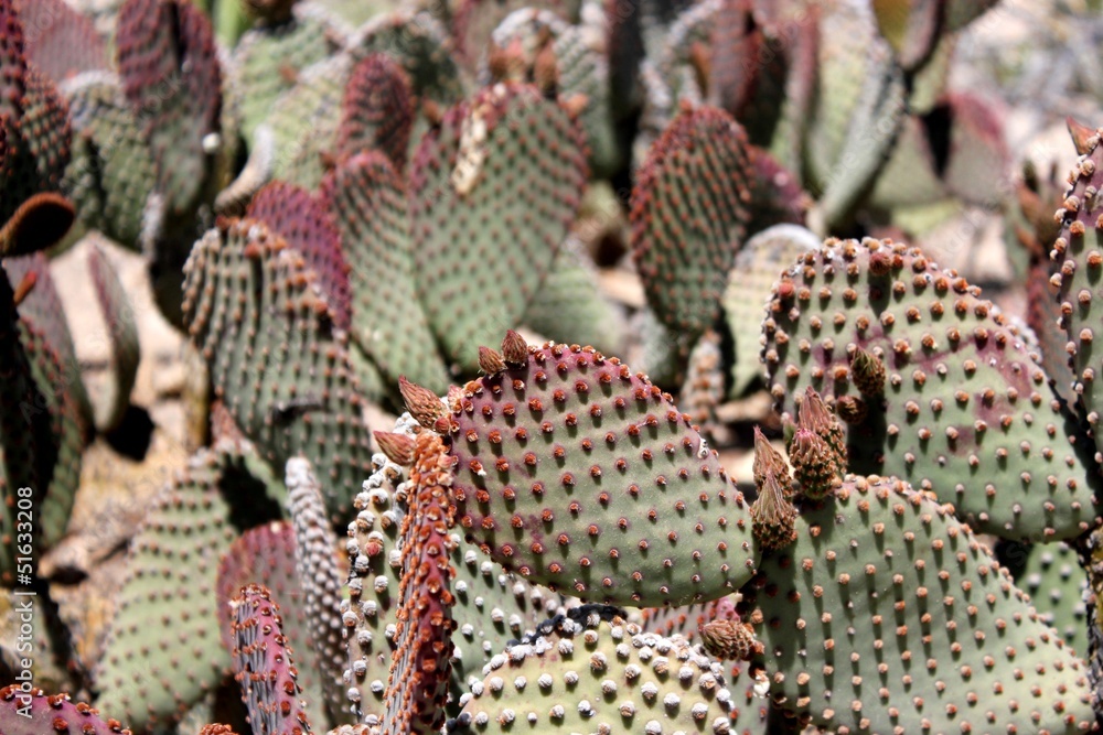 cactus cactus