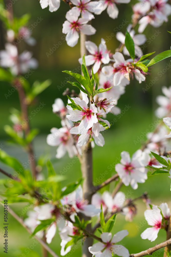 Almond tree in blossom