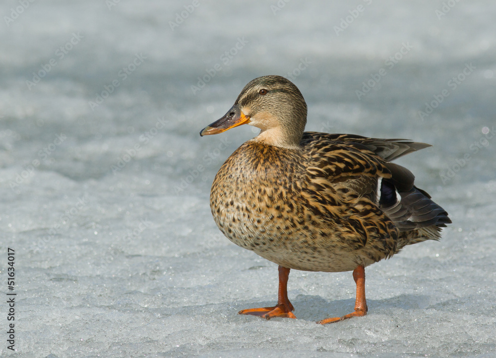 Mallard on the ice Mallard on the ice