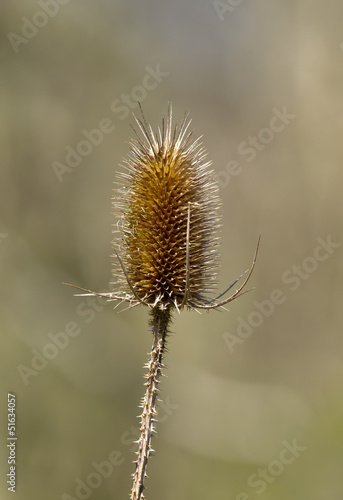 Common Teasel Seed Head