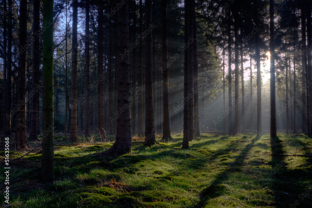 Sunrise in a pine forest Sunrise in a pine forest