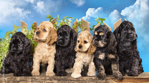 Foto family american Cocker Spaniel dogs