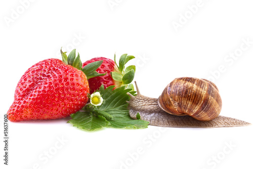 snail creeping on ripe strawberry