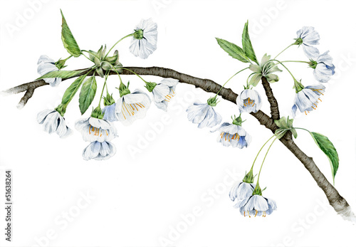 Ciliegio - Prunus avium