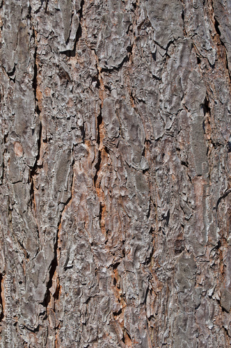 Texture of pine bark © Vic