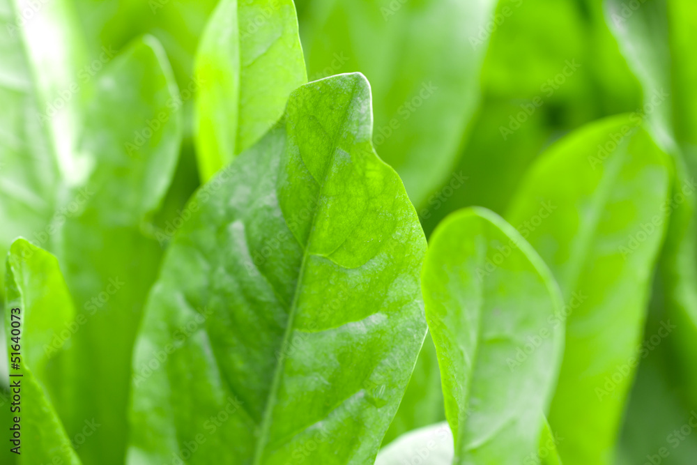 green leaves of sorrel in the background green leaves of sorrel in the background