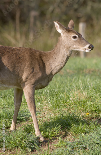 White Tailed Deer in Field
