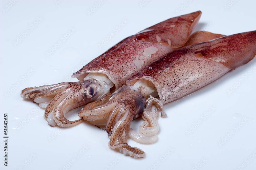 calamari calamari
