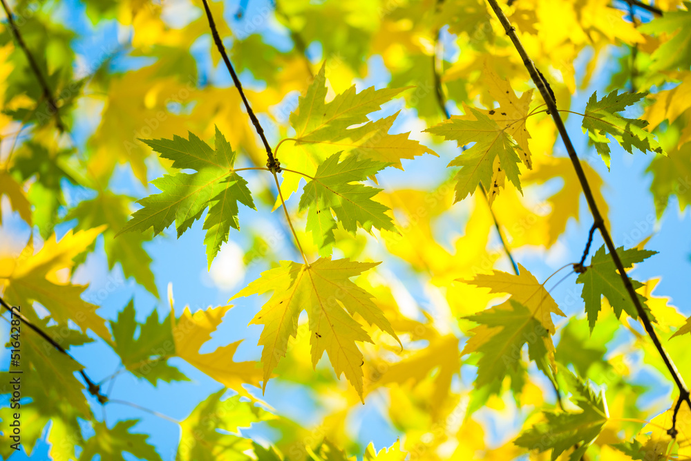 green and yellow leafage