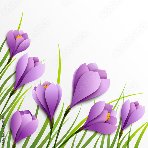 Crocuses. Paper flowers on white background