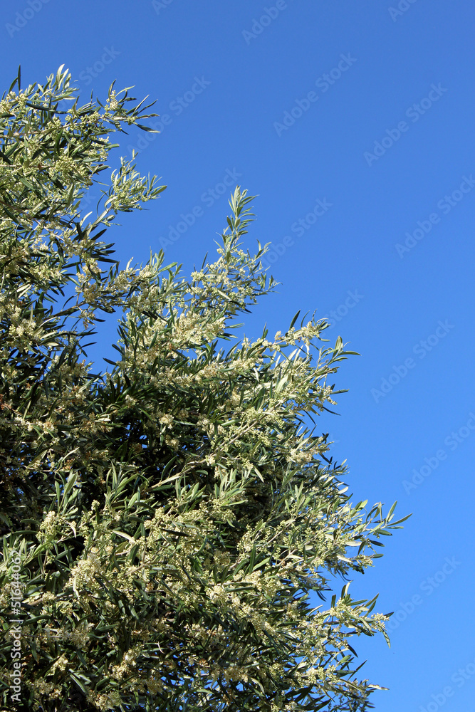 Olive tree branch on the blue sky background Olive tree branch on the blue sky background