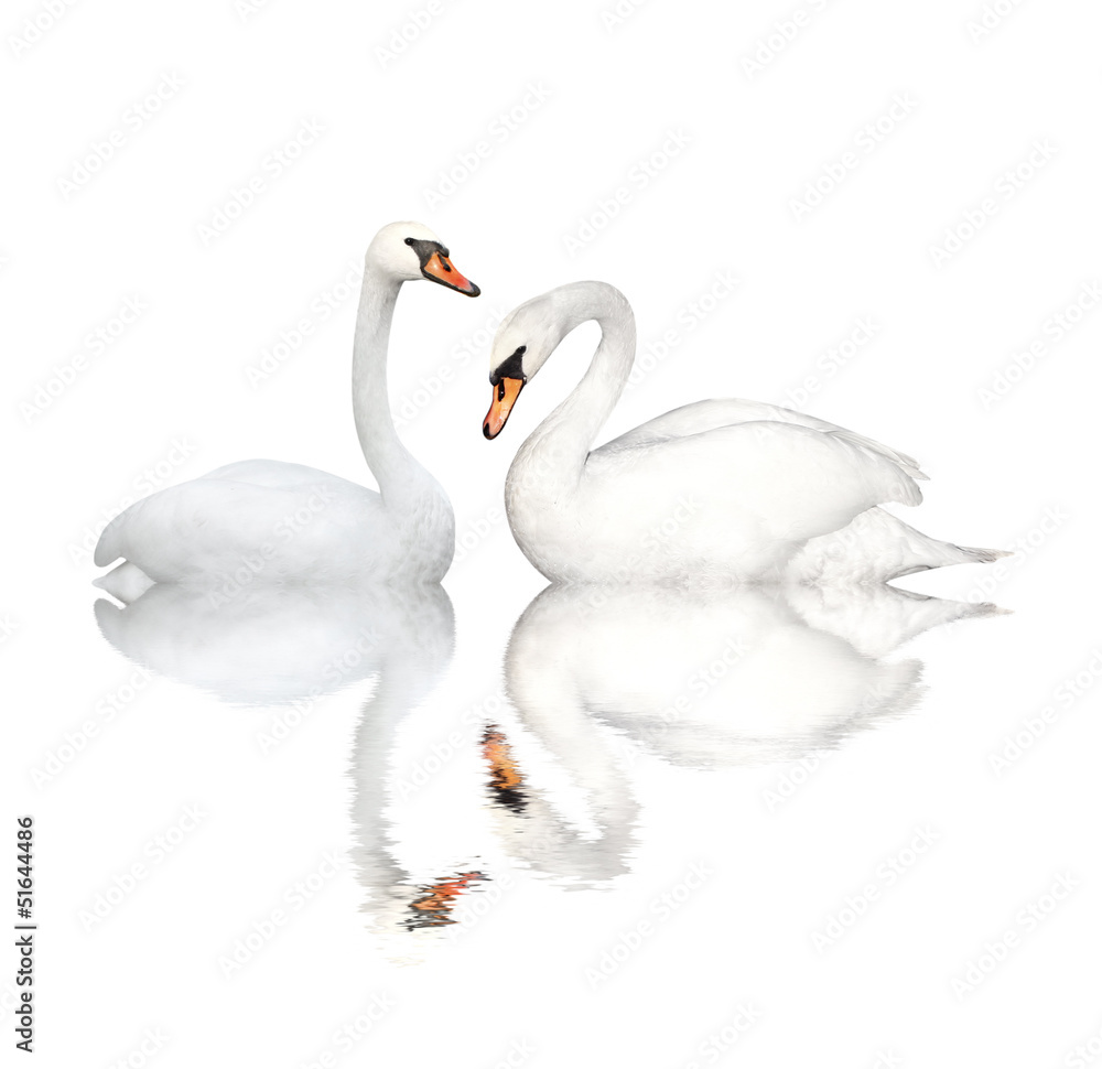 Obraz premium Two swans