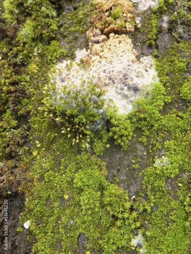 muschio e muffe sulla corteccia di un albero