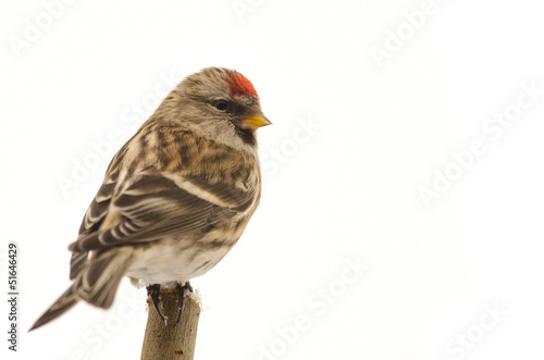 Bird Common Redpoll (Carduelis flammea)