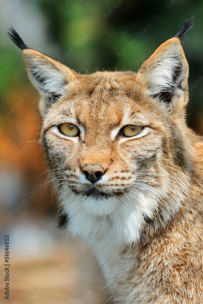 lynx lynx
