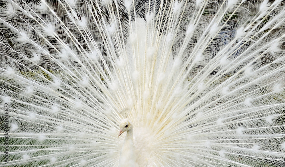 Closeup white peacock