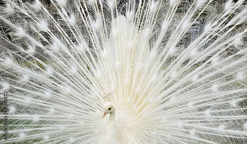 Canvas Print Closeup white peacock