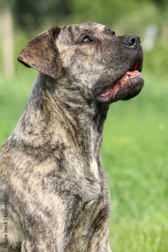 Portrait of Canary dog