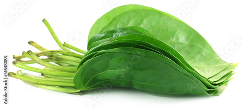 Popular edible betel leaf of Indian subcontinent