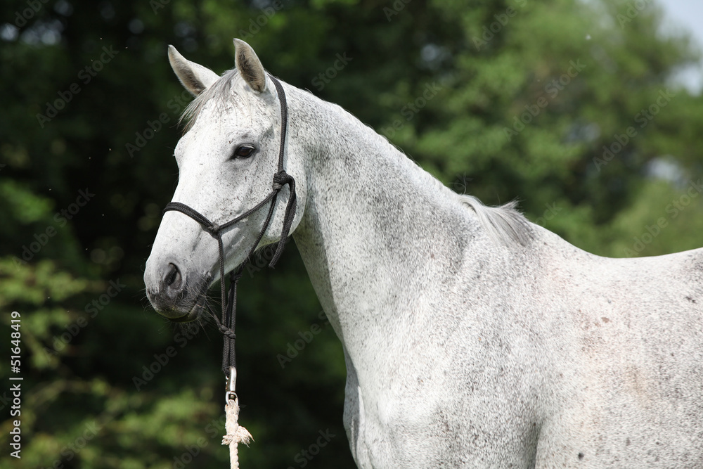 Obraz premium Portrait of white English Thoroughbred horse