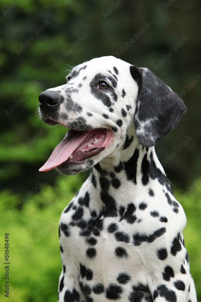 Portrait of smiling dalmatian puppy in the garden Portrait of smiling dalmatian puppy in the garden