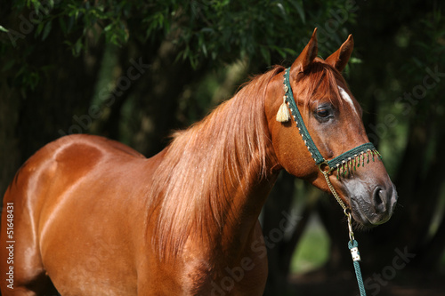 Beautiful arabian horse with nice show halter © Zuzana Tillerova