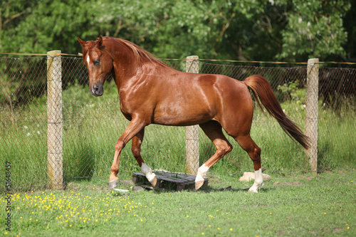 Fototapeta Naklejka Na Ścianę i Meble -  Nice chestnut arabian horse running in paddock
