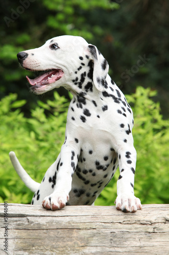 Gorgeous dalmatian puppy on some stock in the garden