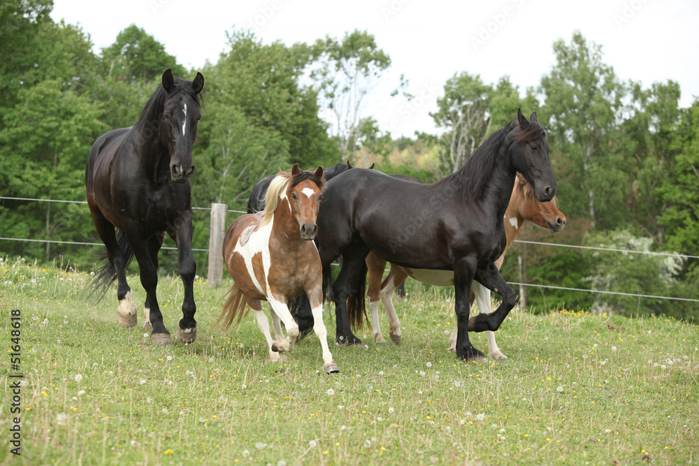 Batch of small and big horses running Batch of small and big horses running