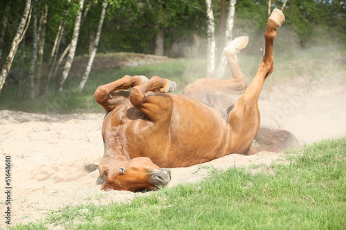 Fototapeta Naklejka Na Ścianę i Meble -  Chestnut horse rolling in the sand in hot summer