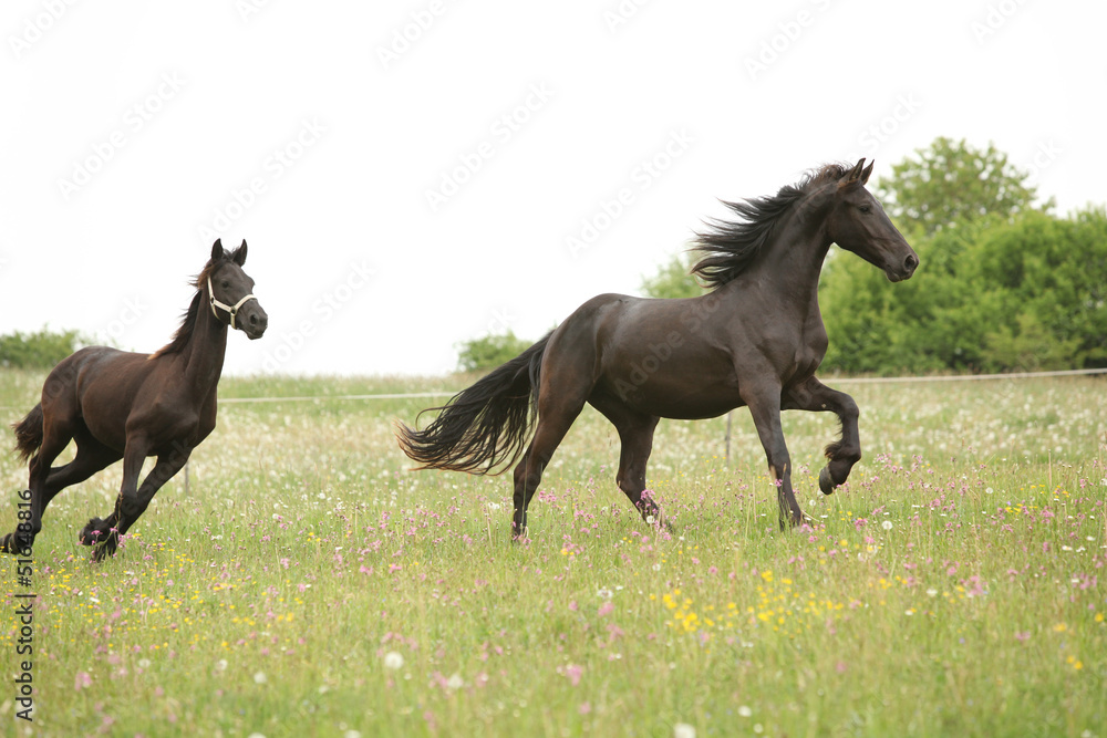 Two black friesian horses running in front of white sky Two black friesian horses running in front of white sky
