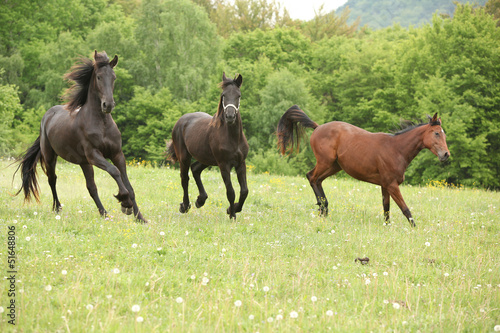 Two black and one brown horses running in nature © Zuzana Tillerova