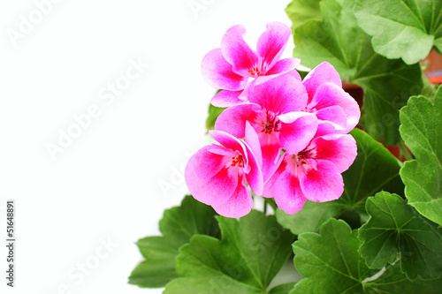 Fototapeta Naklejka Na Ścianę i Meble -  Pink geranium - pelargonium with leaves.